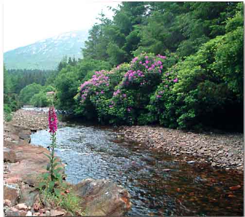 Tullyree river near Letterfrack, Co. Galway